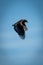 Immature bateleur flaps wings in blue sky