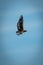 Immature bateleur flies in perfect blue sky