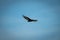 Immature bateleur gliding in perfect blue sky