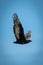 Immature bateleur raises wings in blue sky