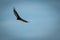 Immature bateleur soars in perfect blue sky