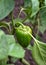 Immature bell pepper in the garden and green foliage