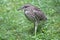 Immature black crowned night heron