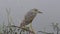 Immature Black-crowned night heron perched near pond