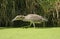 Immature Black Crowned Night Heron Stalking Prey