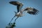 Immature black-headed heron takes off from tree