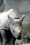 Immature Black Rhino    605022