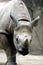 Immature Black Rhino    605025