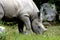 Immature Black Rhino    605026