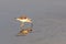 An immature black winged stilt