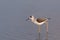 An immature black winged stilt