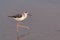 An immature black winged stilt