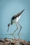 Immature black-winged stilt bending towards shallow water