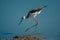 Immature black-winged stilt wades in shallow water