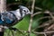 Immature Blue Jay in Tree
