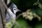 Immature Blue Jay in Tree