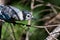 Immature Blue Jay in Tree