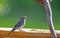 An immature Bluebird looking at mealworms.