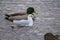 Immature brown-headed gull (Chroicocephalus brunnicephalus) swimming with mallards in background