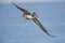 Immature Brown Pelican banking in flight - Florida