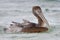 Immature Brown Pelican bathing in the Gulf of Mexico