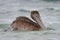 Immature Brown Pelican bathing in the Gulf of Mexico