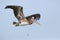 Immature Brown Pelican with a fishing line around its neck - Flo