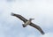 Immature Brown Pelican Flying Overhead