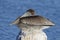 Immature Brown Pelican perched on a dock piling - Cedar Key, Flo