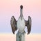 Immature Brown Pelican perched on a dock piling - Cedar Key, Flo