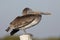 Immature Brown Pelican perched on a dock piling - Florida