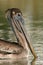 Immature Brown Pelican Portrait