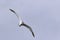 Immature Caspian Tern