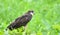 Immature common Black hawk in Panama.