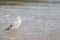 Immature Common Black-headed Gull