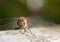 Immature Common darter Dragon fly