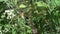 Immature Common Green Darner, Anax junius hanging on White Snakeroot flower