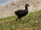 Immature Common Moorhen