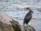 An immature common shag sitting on a rock near the sea