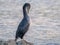 An immature common shag sitting on a rock near the sea