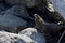 Immature Cooper\\\'s Hawk on boulders on seashore with a black turnstone it just caught