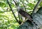 Immature Coopers Hawk