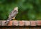 Immature Coopers Hawk (Accipiter cooperii)