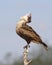 Immature Crested Caracara - Texas