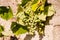 Immature and crude grape vines Green bunches of grapes with leaves on stone wall.Bunch of unripe green grapes closeup