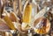 Immature, diseased and moldy corn cob on the field, close-up.