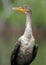 Immature Double-crested Cormorant