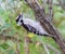 Immature Downy Woodpecker