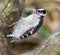 Immature Downy Woodpecker (picoides pubescens)