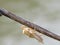 immature dragonfly waiting to hatch